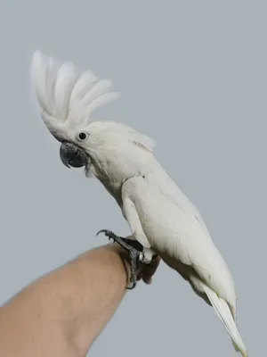 Попугай белый какаду (Альба, Белохохлый), купить птенца в питомнике в  Москве по выгодной цене, Пернатое царство