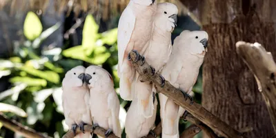 Попугай (какаду) Коки в Национальном парке Бриони | Национальный парк Бриюни