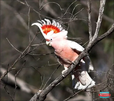 Танимбарский какаду (Попугаи) · iNaturalist