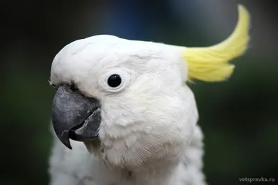 Попугай какаду: особенности, уход, характер | Блог на VetSpravka.ru