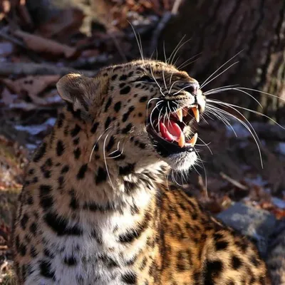На \"Земле леопарда\" в объектив попала новая самка-фотомодель - РИА Новости,  11.12.2021
