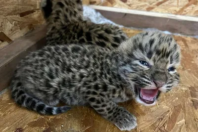 В Приморье котенка леопарда нашли на автомобильном мосту - Газета.Ru |  Новости