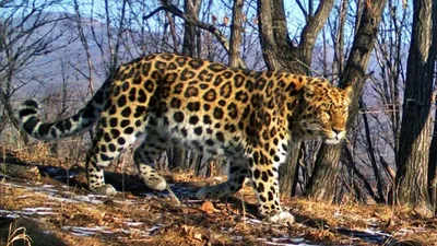 Взорвать леопарда стоковое фото. изображение насчитывающей вал - 33818026