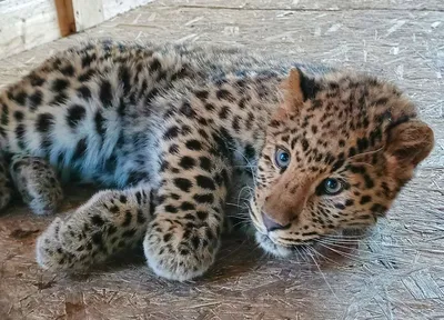 Красивая Самка Леопарда — стоковые фотографии и другие картинки Леопард -  Леопард, Африка, Большая кошка - iStock