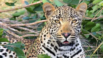 Национальному парку «Земля леопарда» исполнилось 10 лет • Российское  экологическое общество