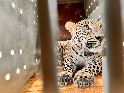 Почему 15 июля в России отмечают День переднеазиатского леопарда - Новости  РГО