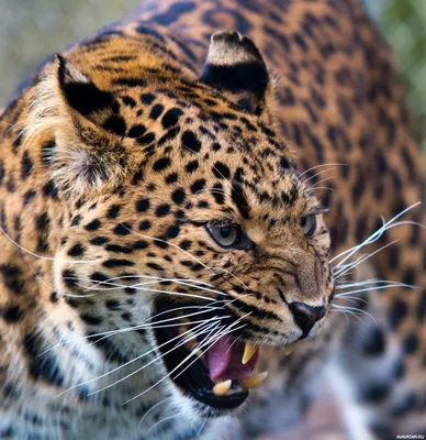 В России отмечается День переднеазиатского леопарда
