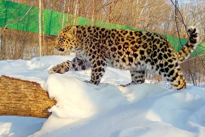 В Сети появилось «суперселфи» дальневосточного леопарда, сделанное в  Приморье | РБК Life