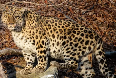 Оскал леопарда - 45 фото | Леопард, Животные, Гепард