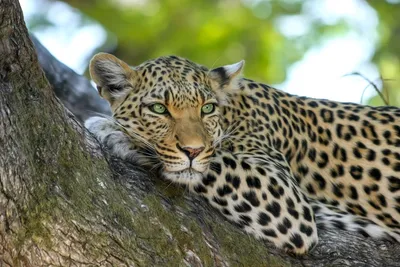 В Центре восстановления леопарда самку Ачипсе выпустили в дикую природу -  РИА Новости, 14.07.2023