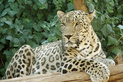 Спасенный котенок дальневосточного леопарда побил свой охотничий рекорд в  Приморье - KP.RU