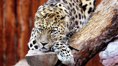 Сохранение редких кошек. В России отметят День переднеазиатского леопарда |  Природа | Общество | Аргументы и Факты
