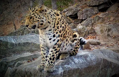 Леопард стоковое фото. изображение насчитывающей быстро - 26116722