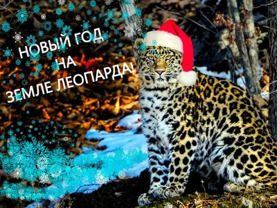 Новый хозяин «Кедровой пади»: молодой самец леопарда обосновался в  заповеднике