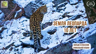 Отличие гепарда от леопарда | Пикабу