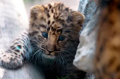 В Приморье впервые вернули спасенного леопарда в дикую природу :: Новости  :: ТВ Центр