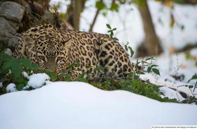 На севере Грузии второй раз за год заметили леопарда – ФОТО - 01.10.2022,  Sputnik Грузия