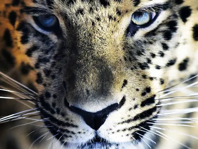 Земля больших кошек: где в России можно увидеть диких тигров, леопардов и  лесных котов: Природа: Моя страна: Lenta.ru