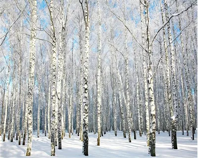 Фотообои Зима на телефон в формате WebP