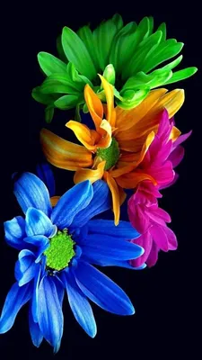 Яркие цветы для твоего телефона - скачай обои бесплатно!