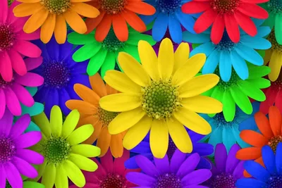 Фото ярких цветов в разных размерах для скачивания