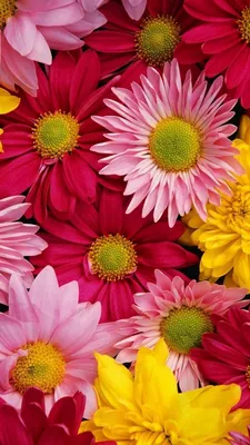 Яркие цветы на обои для телефона - скачивай png бесплатно