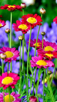 Яркие цветы для рабочего стола на Windows - выбирай свое фото