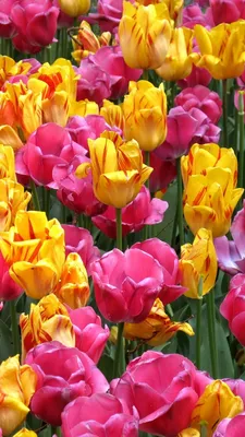 Яркие цветы для iPhone - скачай бесплатно обои в хорошем качестве