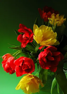 Фото ярких цветов в разных размерах - выбирай свои обои