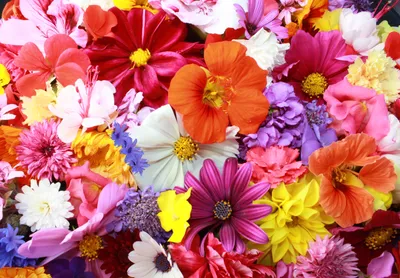 Скачай бесплатно яркие цветы на телефон в формате jpg