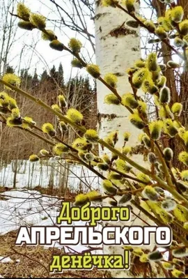 С каждым днём раньше утро включает свет – Всё понятно: весна на дворе,  апрель, Солнце – пятна на стену – привет - привет,… | Доброе утро, Веселые  картинки, Открытки