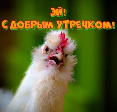 Открытки \"С добрым утром!\" (1216 шт.)