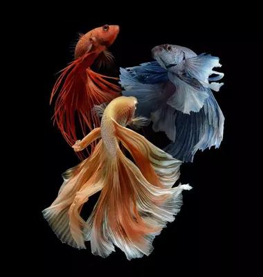 Рыбка петушок (Betta splendens): виды, содержание, фото