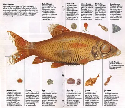 Тетра фон рио (Hyphessobrycon flammeus) | содержание, разведение