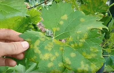 Болезни листьев винограда в картинках обои