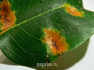 Вредители и болезни винограда: описание с фотографиями и способы обработки