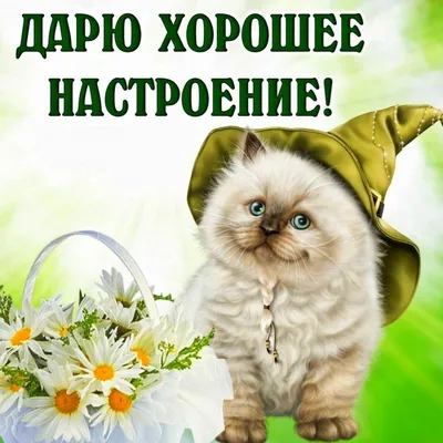 ДАРЮ ХОРОШЕЕ 🍃🌼💐😸🌼🌿 НАСТРОЕНИЕ! | Открытки, Кошечка, Котята