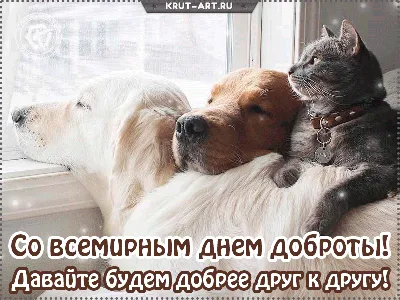 Анимашка на всемирный день доброты, картинка на которой собаки и кошка  обнимаются, прикольное бесплатное поздравление | Цитаты о животных, Собаки,  Животные