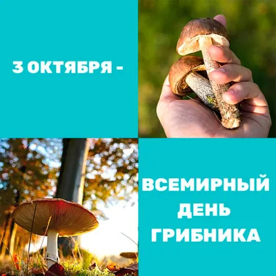 Международный день грибника #3октября #календарьпраздников #рекомендац... |  TikTok