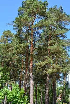 Пихта сибирская (Abies sibirica) - Пихта - Хвойные деревья - Каталог -  Основное меню - Kalina-Park.ru