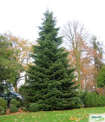 Пихта Одноцветная (Abies concolor)