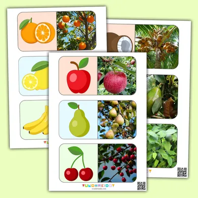 Карточки классификации для детей: фрукты, овощи, деревья, цветы -  распечатать бесплатно | Мишкины книжки