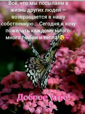 Доброе утро друзья!!! ☕🥧🌞Всем желаю лёгкой недели!!! 🥰🤗#доброеутро  #лето #июнь #бабочка#бабочка🦋 #бабочкицветочки #бабочки #красота… |  Instagram