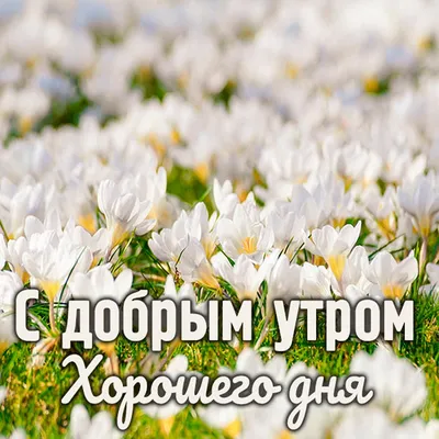 С добрым утром!🌞💐Самого хорошего дня и отличного настроения!🥰#сдобр... |  TikTok