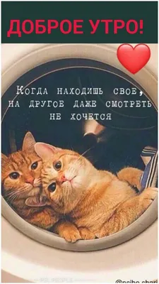 Доброе утро котик