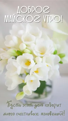 Доброе утро май - новые картинки (73 ФОТО) | Flowers photography, Amazing  flowers, Pretty flowers