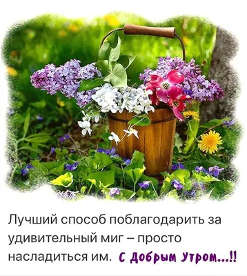 Pin by Светлана on Доброе утро ! | Plants, Garden