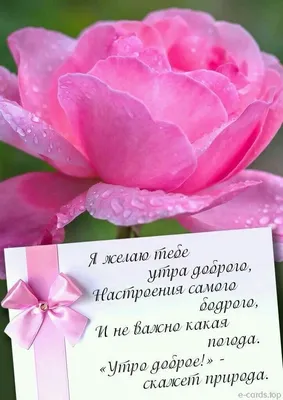 Ольга! Доброе утро! Красивая открытка для Ольги! Открытка с чаем и розами.  Блестящая открытка.