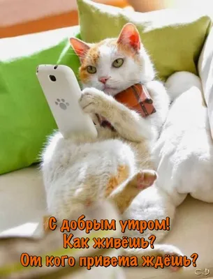 сдобрымутром #котики #утродоброе #красивоевидео | TikTok