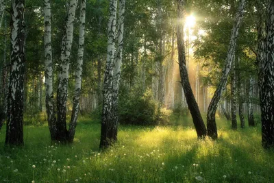 Доброе Утро Солнце В Зеленом Лесу Фоне В Тамилнаду Индии — стоковые  фотографии и другие картинки Дерево - iStock